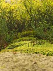 High School Campus S