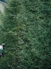 lt;Heavenly Fire Dyn