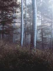 One Pregnancy, Two B