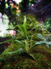 The Realm of the Dao