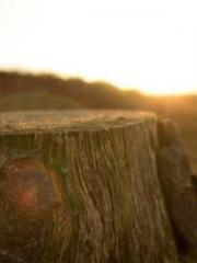 Fu Zi Mo Qin Luo Yan