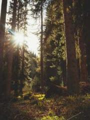 The Undefeated Son-i