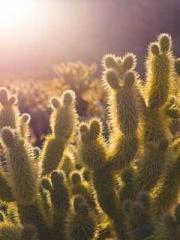 The Legend of the Dr