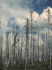 lt;lt;Waste Material